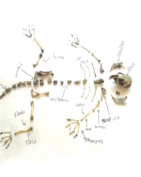Owl Pellet - Image 3