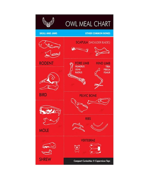 Owl Pellet - Image 4