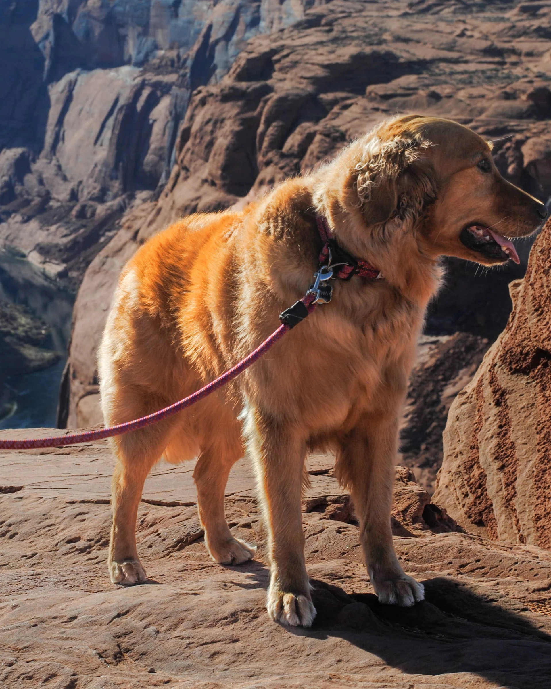 Retired Climbing Rope Dog Leash